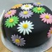 Flower - Daisy Cake (D,V)